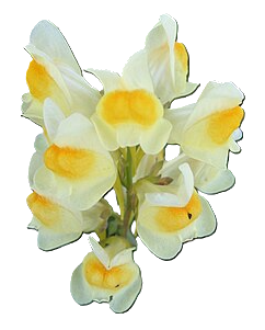 Planta Linaria blanca